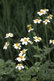 白花鬼针草图片