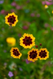 黄色金鸡菊花卉图片