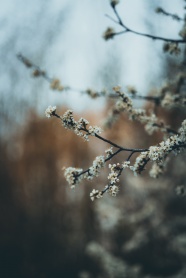 非主流梨花花朵图片