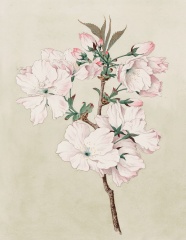 中国画鲜花花朵图片