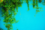 绿色植物蓝色背景墙图片