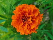橙色金盏菊花朵摄影图片