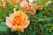 漂亮玫瑰花朵绽放图片