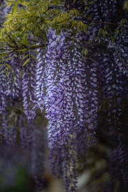 紫藤花紫色花朵图片