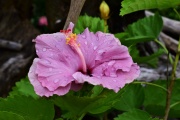 雨后粉色木槿花朵图片