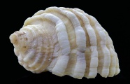 精美螺旋贝壳图片