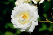 纯白色玫瑰花朵图片