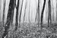 树林黑白摄影图片