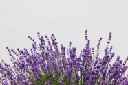 紫色薰衣草花背景图片