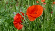 红罂粟鲜花摄影图片