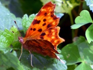漂亮橙色蝴蝶图片