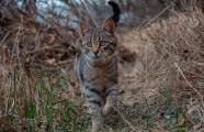 草地上的斑猫图片