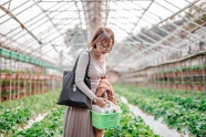 美女摘草莓图片