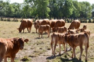 牧场放牧牛群图片