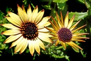 黄雏菊花朵图片