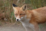 可爱红狐狸摄影图片