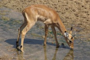 黑斑羚羊喝水图片