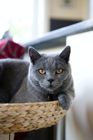 灰黑色小猫图片