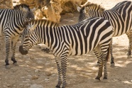 黑白条纹斑马动物图片