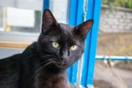 瞪大眼的黑色猫图片