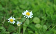 野生白雏菊摄影图片