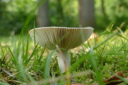 草地漂亮白蘑菇图片