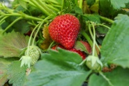 红草莓结果图片