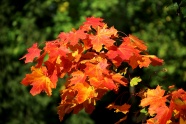 秋季红色枫树叶图片