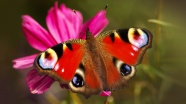 花朵上的孔雀蝴蝶图片
