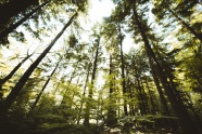 绿色树林树木图片