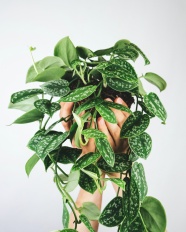 绿色藤蔓植物图片