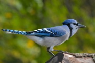蓝色栖息鸟图片