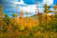秋天黄树叶风景图片