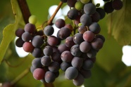 新鲜黑加仑葡萄图片