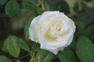 洁白玫瑰花朵图片