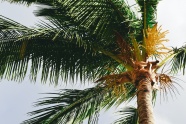 茂盛的棕榈树图片