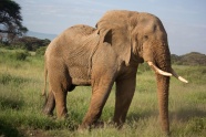 荒野野生大象图片