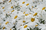 白色雏菊花朵近景图片
