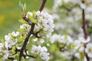 树枝白色梨花图片