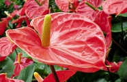 红掌植物花朵图片