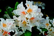 白色杜鹃花朵图片