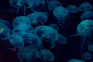深海透明蓝色水母图片