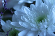 纯白色菊花花朵图片
