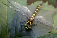 黄点蜻蜓休息图片