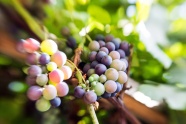 葡萄园葡萄水果摄影图片