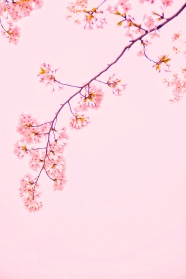 粉色樱花背景图片