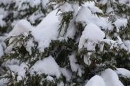 冬天树木白雪图片