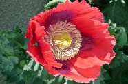 红色罂粟花开放图片