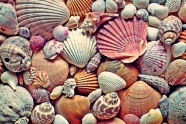海贝壳海螺素材图片