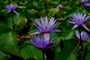 紫色睡莲花开放图片